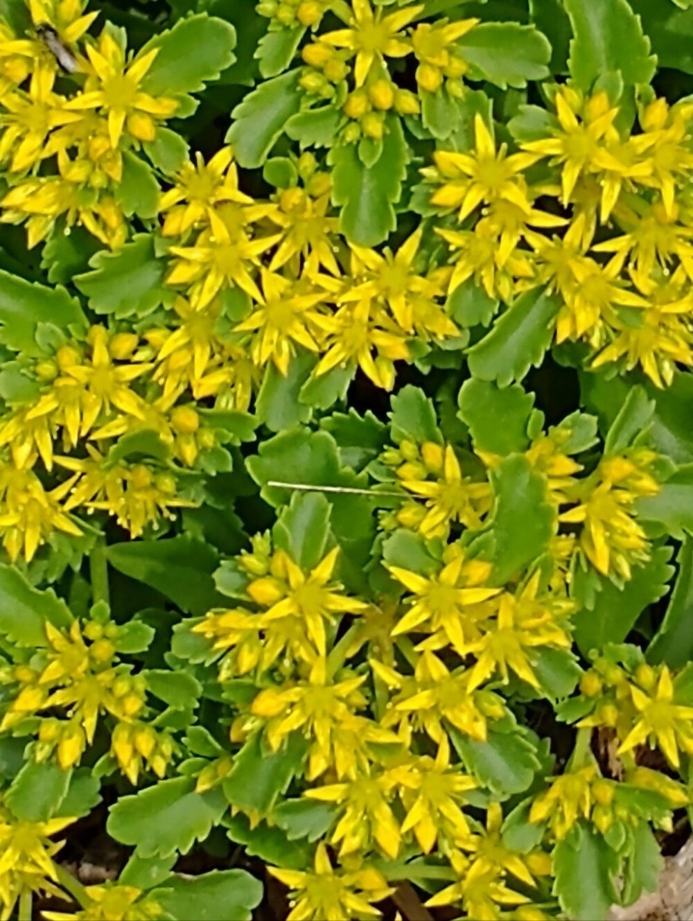 Michael Key Cover Free Sedum Perennial Ground Cover Plant